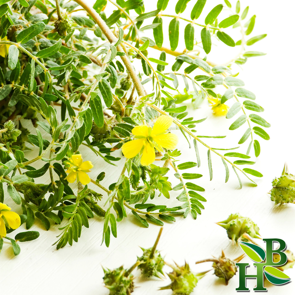 Tribulus Terrestris Powder | Natural Libido, Strength & Vitality Support