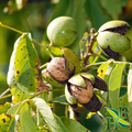 Black Walnut Leaf Powder ( Parasite Cleanse • Skin Health • Gut Support )
