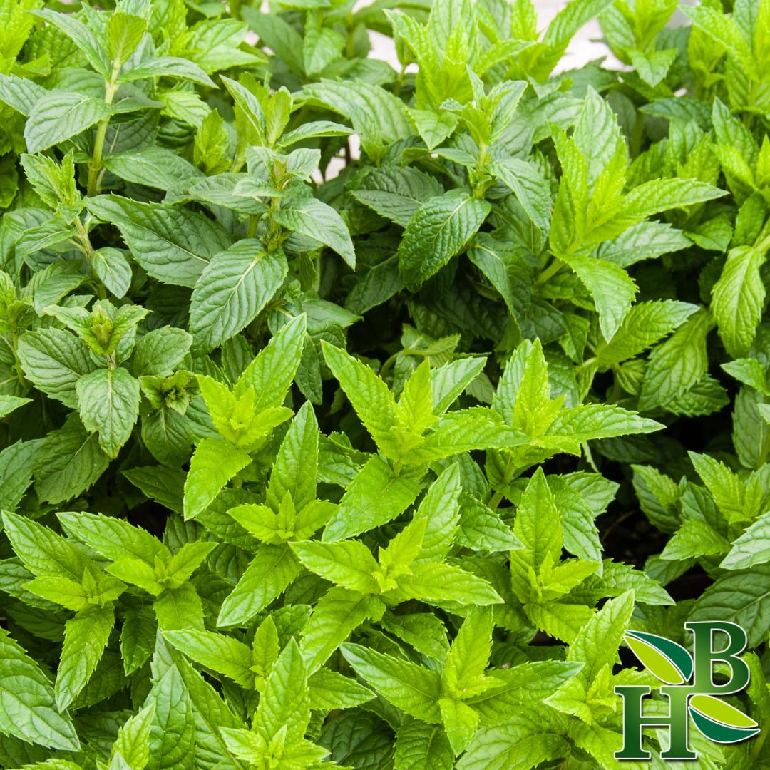 Spearmint Leaf