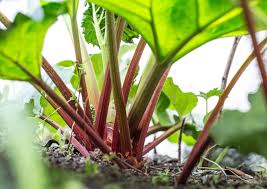 Rhubarb Root | UTI, CONDSTIPATION, LIVER & GALLBLADDER, CHOLESTEROL