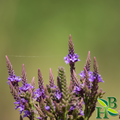 Blue Vervain – Stress, Relaxation & Nervous System Support | 4 oz