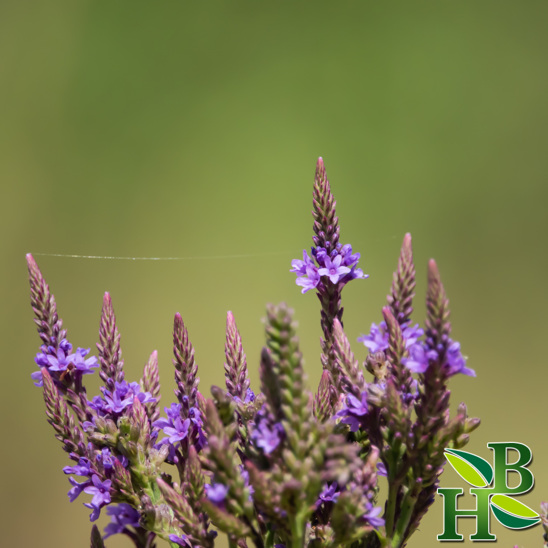 Blue Vervain – Stress, Relaxation & Nervous System Support | 4 oz