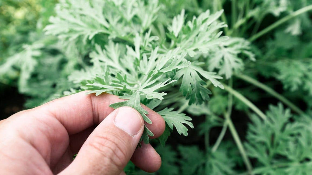 Wormwood Herb C/S | Traditional Digestive & Cleansing Herb | 4oz