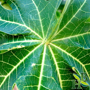 Papaya Leaf