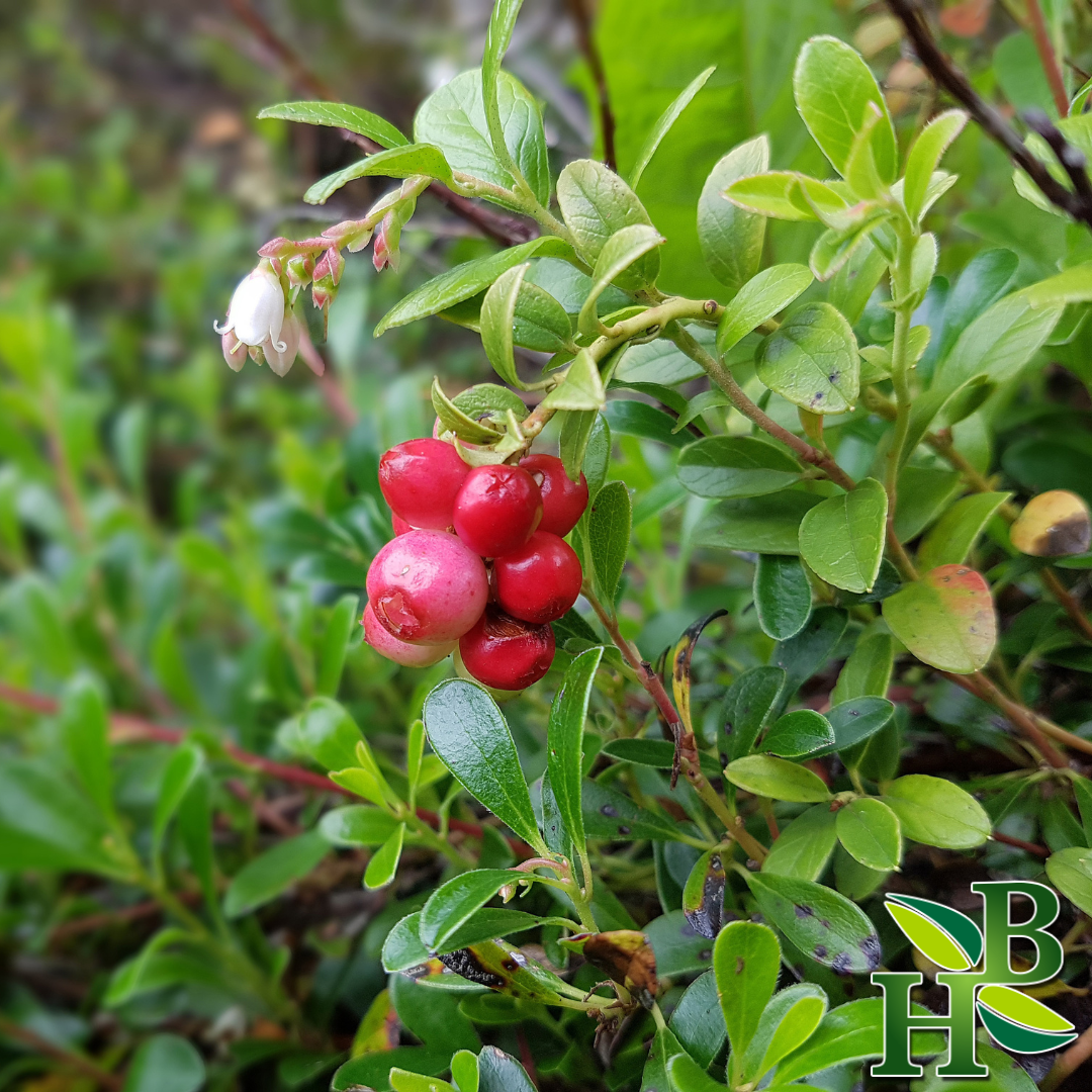 Uva Ursi Leaf | Urinary Tract, Bladder & Cleansing Support