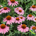 Echinacea purpurea Root (Immune Support • Cold & Flu Defense • Natural Recovery)