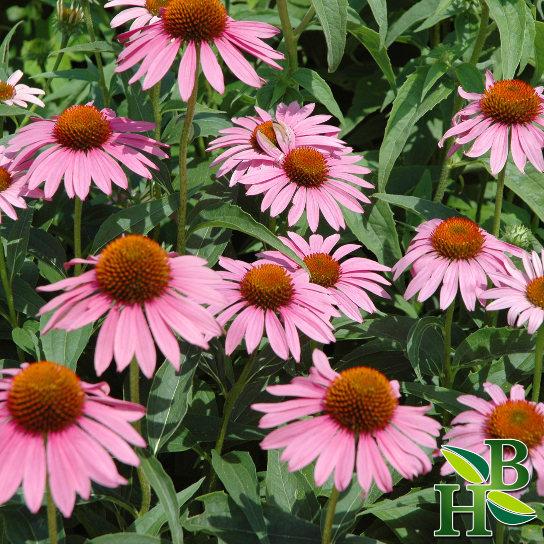 Echinacea purpurea Root (Immune Support • Cold & Flu Defense • Natural Recovery)