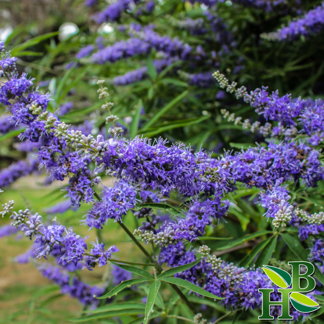 Chaste Tree Berries Powder (PCOS FRIENDLY)