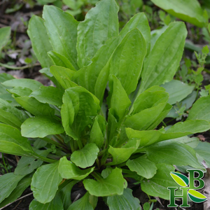 Plantain Leaf