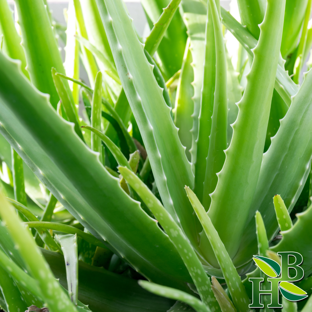 Aloe Vera Leaf Powder