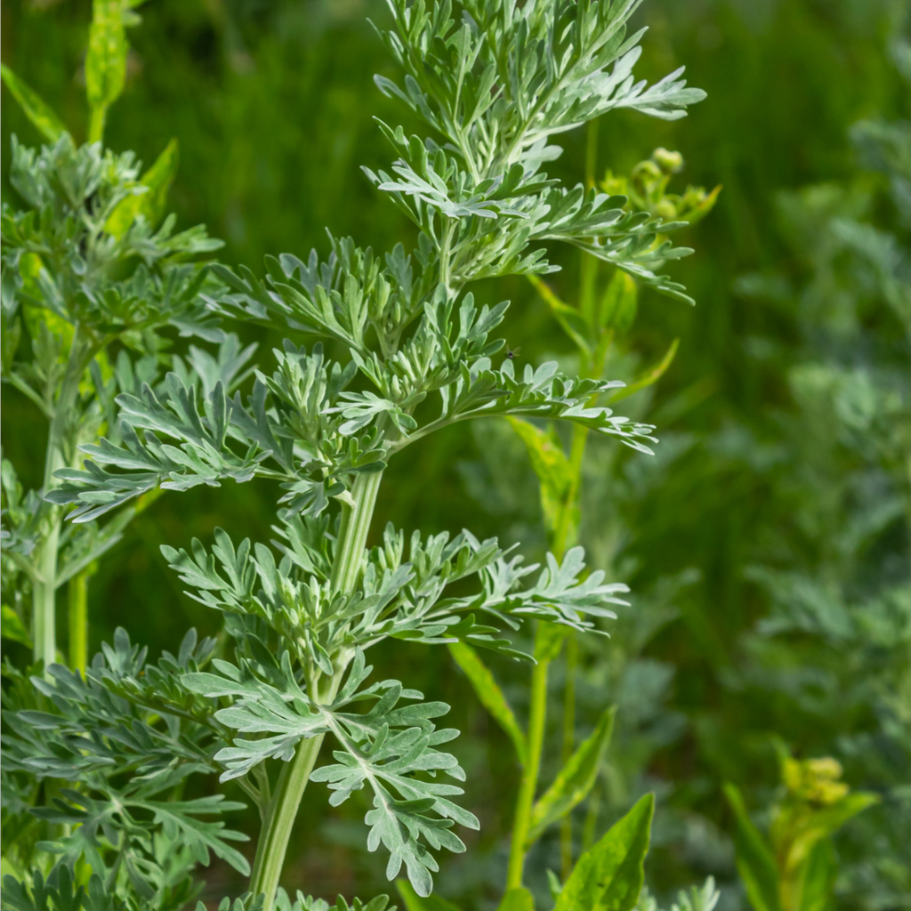 Wormwood Herb C/S | Traditional Digestive & Cleansing Herb | 4oz