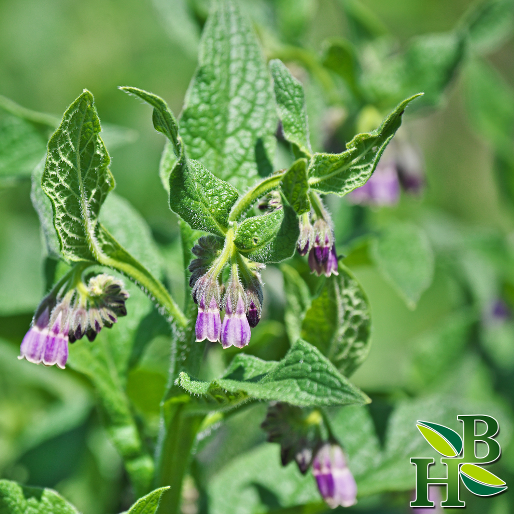 Comfrey Leaf Powder ( Skin Repair • Bone &amp; Tissue Support • Anti-Inflammatory )