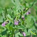 Comfrey Leaf Powder ( Skin Repair • Bone &amp; Tissue Support • Anti-Inflammatory )