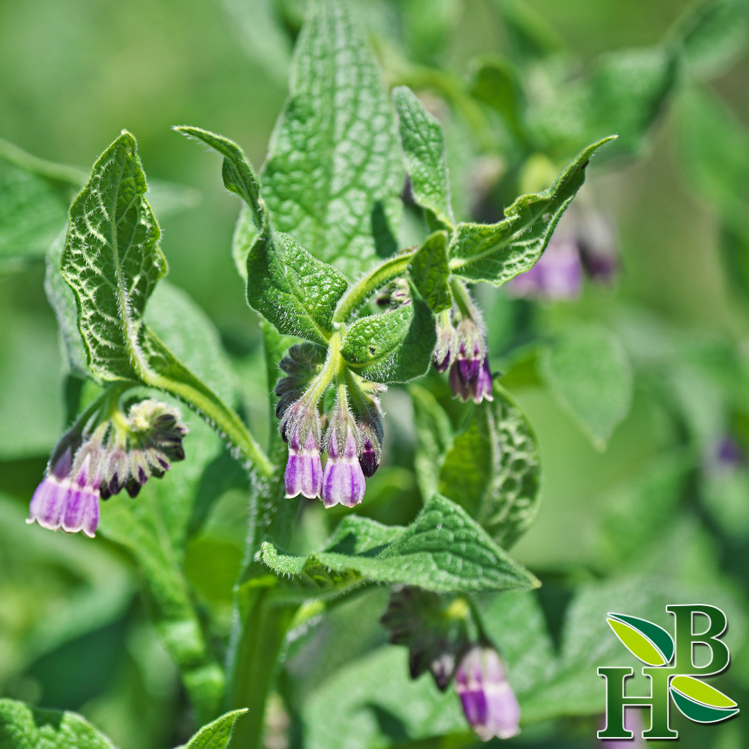 Comfrey Leaf Powder ( Skin Repair • Bone &amp; Tissue Support • Anti-Inflammatory )