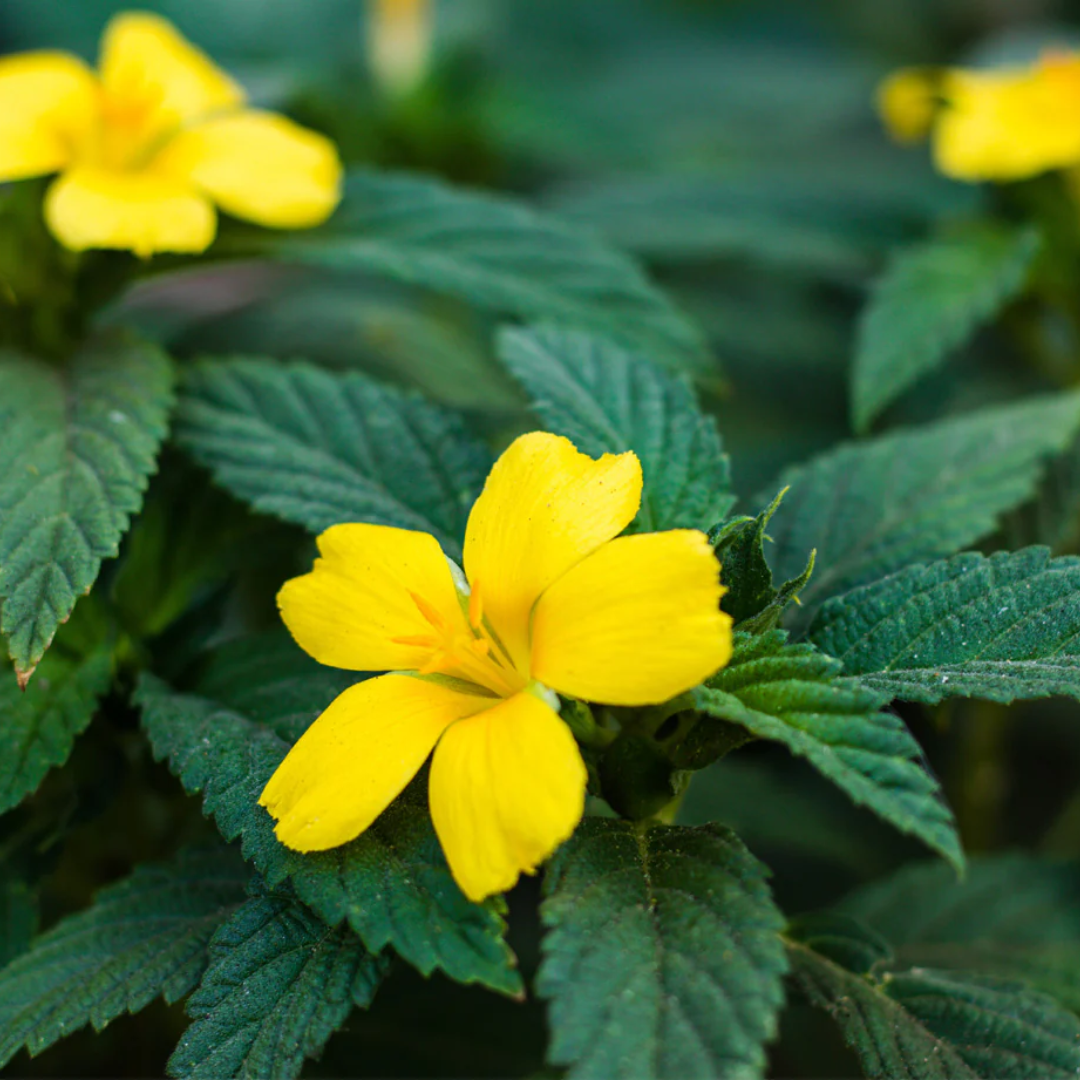 Damiana Leaf Powder