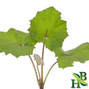 Coltsfoot Leaf