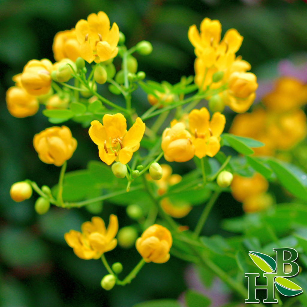 Senna Leaf | Gentle Cleanse & Digestive Support