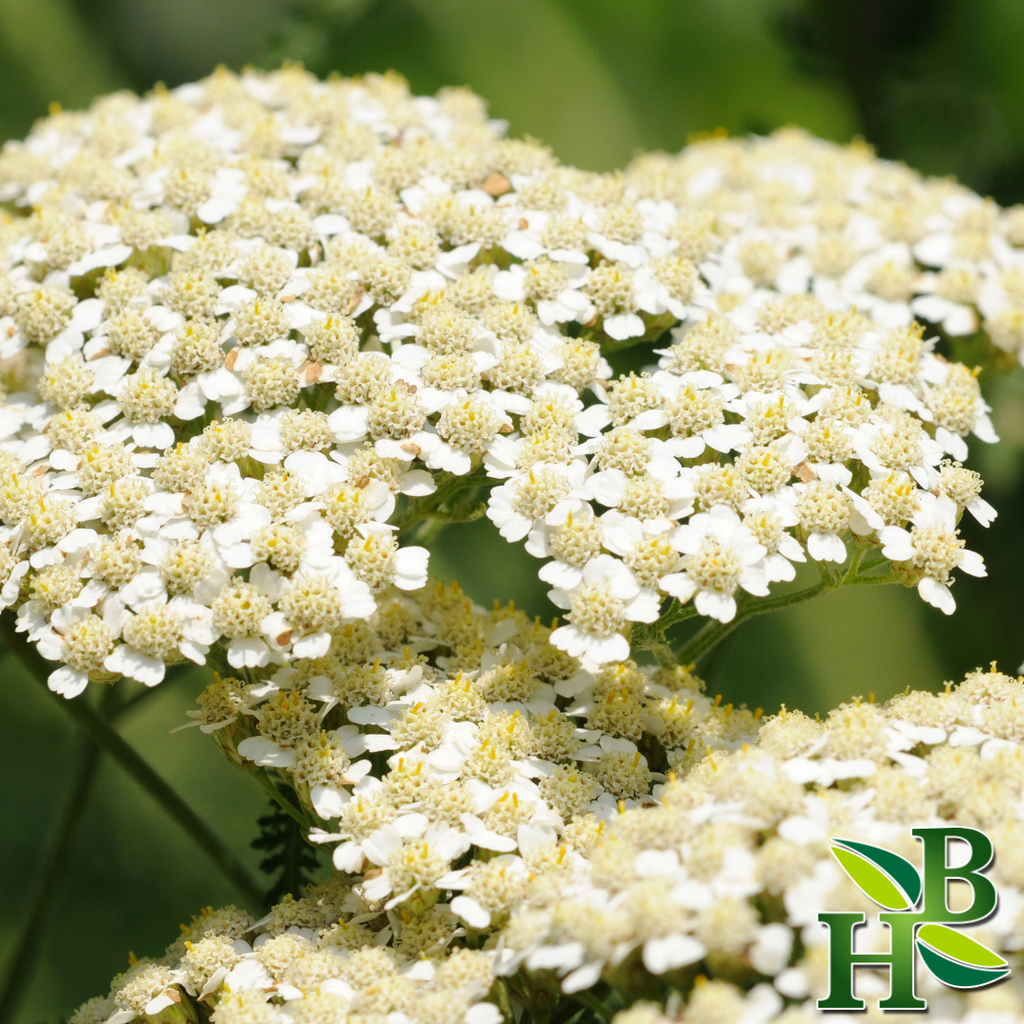 Yarrow Flowers ( Wound Healing • Hormone Balance • Immune Support )