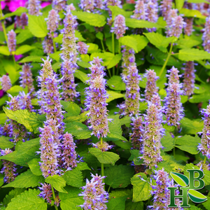 Hyssop Leaf