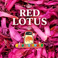 Red Lotus Flower Tea | Relaxation, Mood & Wellness