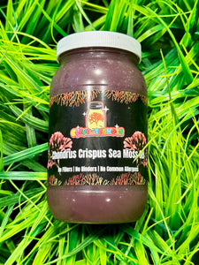 Chondrus Crispus Sea moss Gel  (Irish Moss)  Not beginner friendly