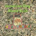 Jamaican Dog Blood Bush | Fertility Herb
