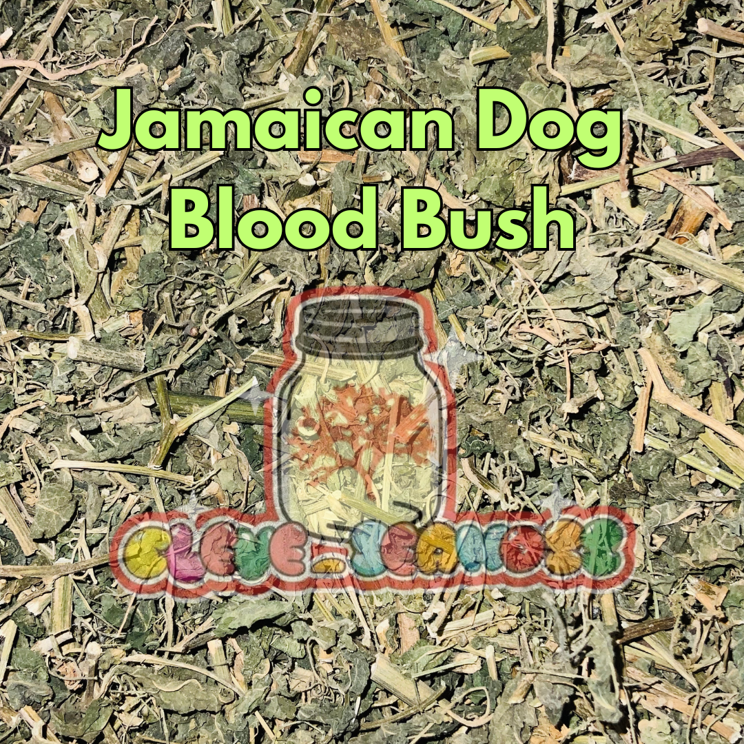 Jamaican Dog Blood Bush | Fertility Herb