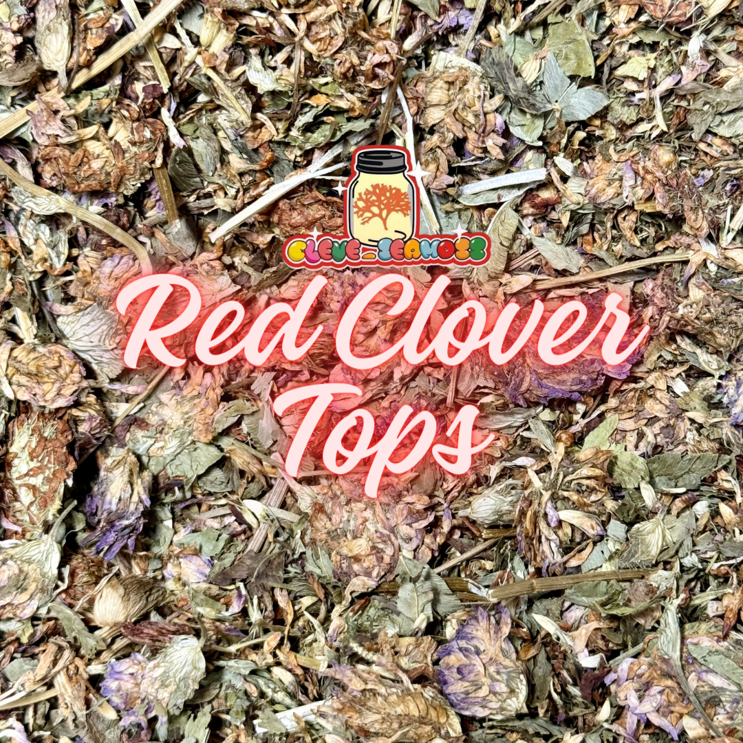 Red Clover Tops | Blood Cleanser | Hot Flashes | Lower Cholesterol | Breast Enhancement | Fertility