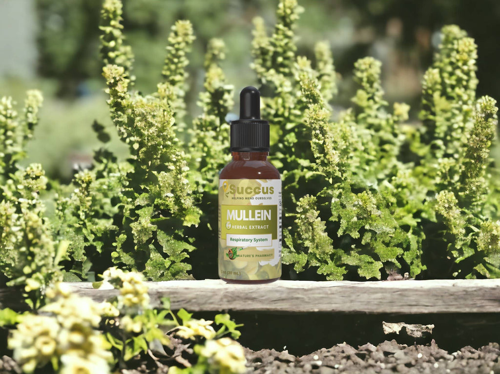 Mullein Tincture - Alcohol Free / 1 fl oz