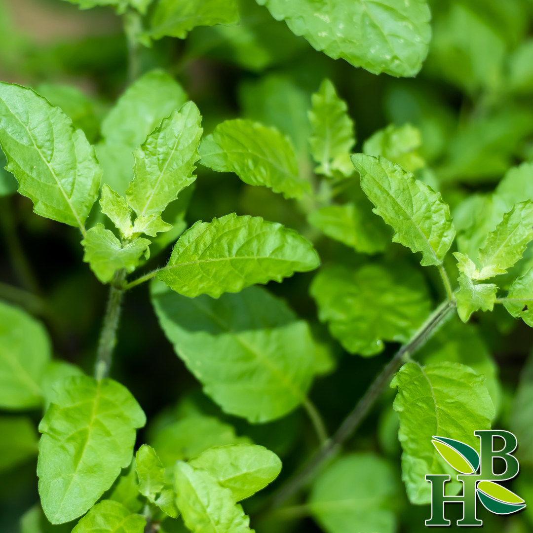 Tulsi leaf