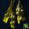 Bladderwrack Powder