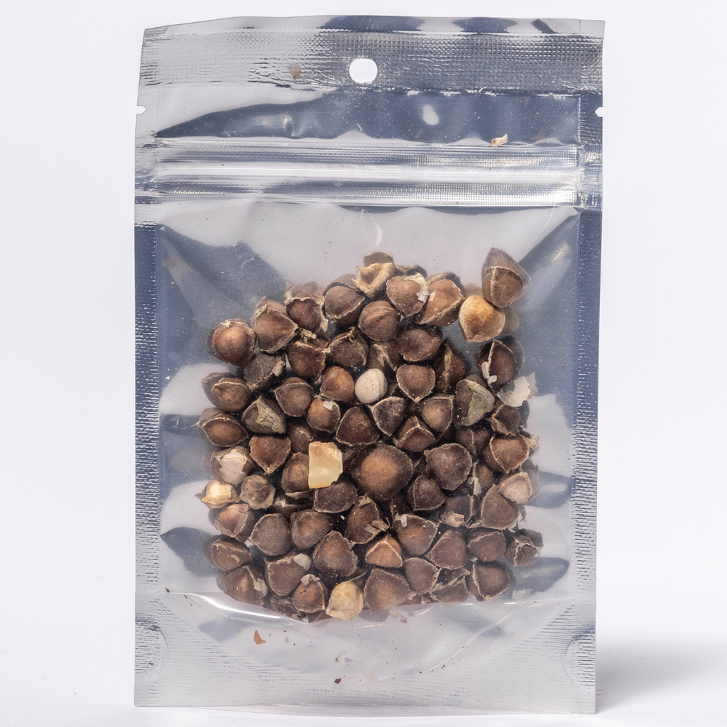Moringa Seeds (Moringa oleifera) | Detox, Metabolism & Daily Wellness Support