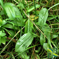 Sheep Sorrel Herb – Antioxidant, Digestive & Herbal Wellness Support | Cut & Sifted