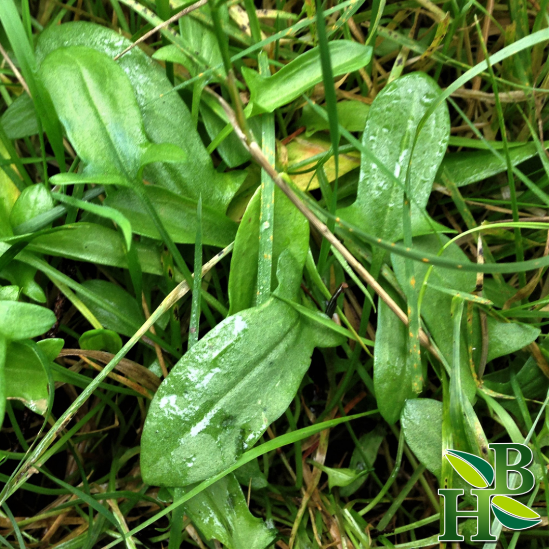 Sheep Sorrel Herb – Antioxidant, Digestive & Herbal Wellness Support | Cut & Sifted