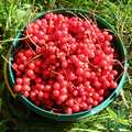 Schizandra Berries Powder