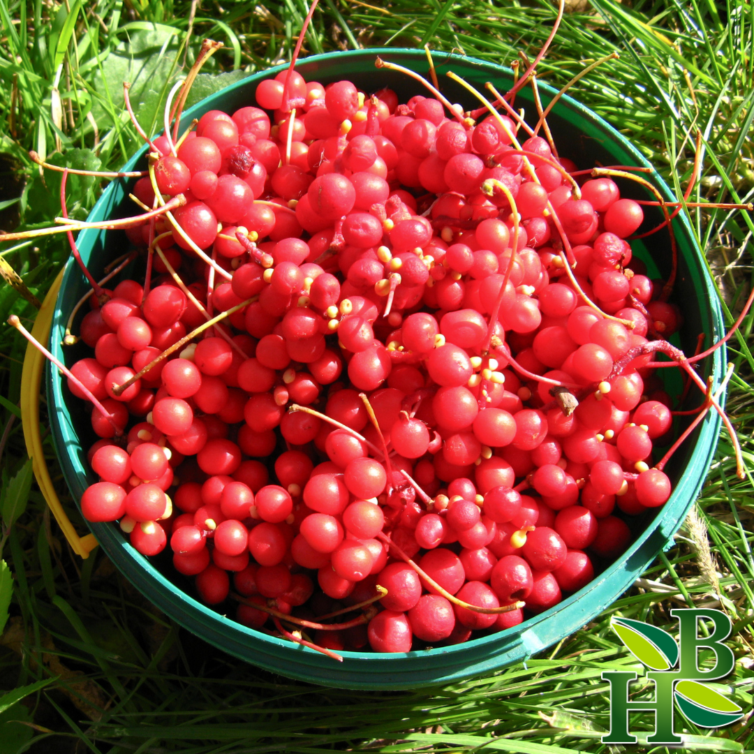Schizandra Berries Powder