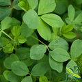 Alfalfa Leaf Powder