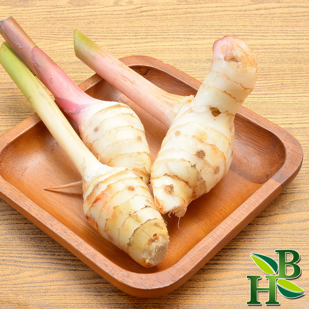 Galangal root ( Digestive Fire • Circulation Boost • Inflammation Support)