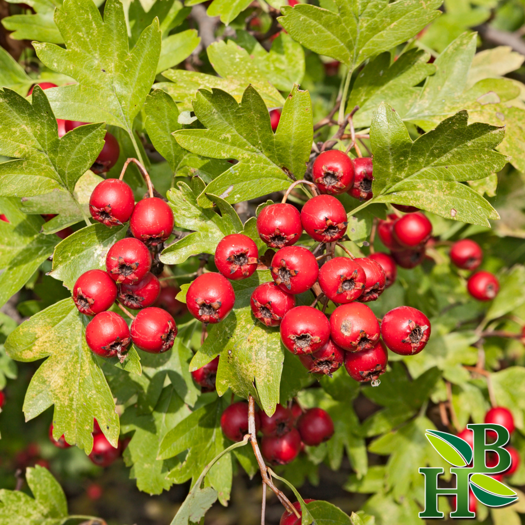 Hawthorne Berries (Whole)