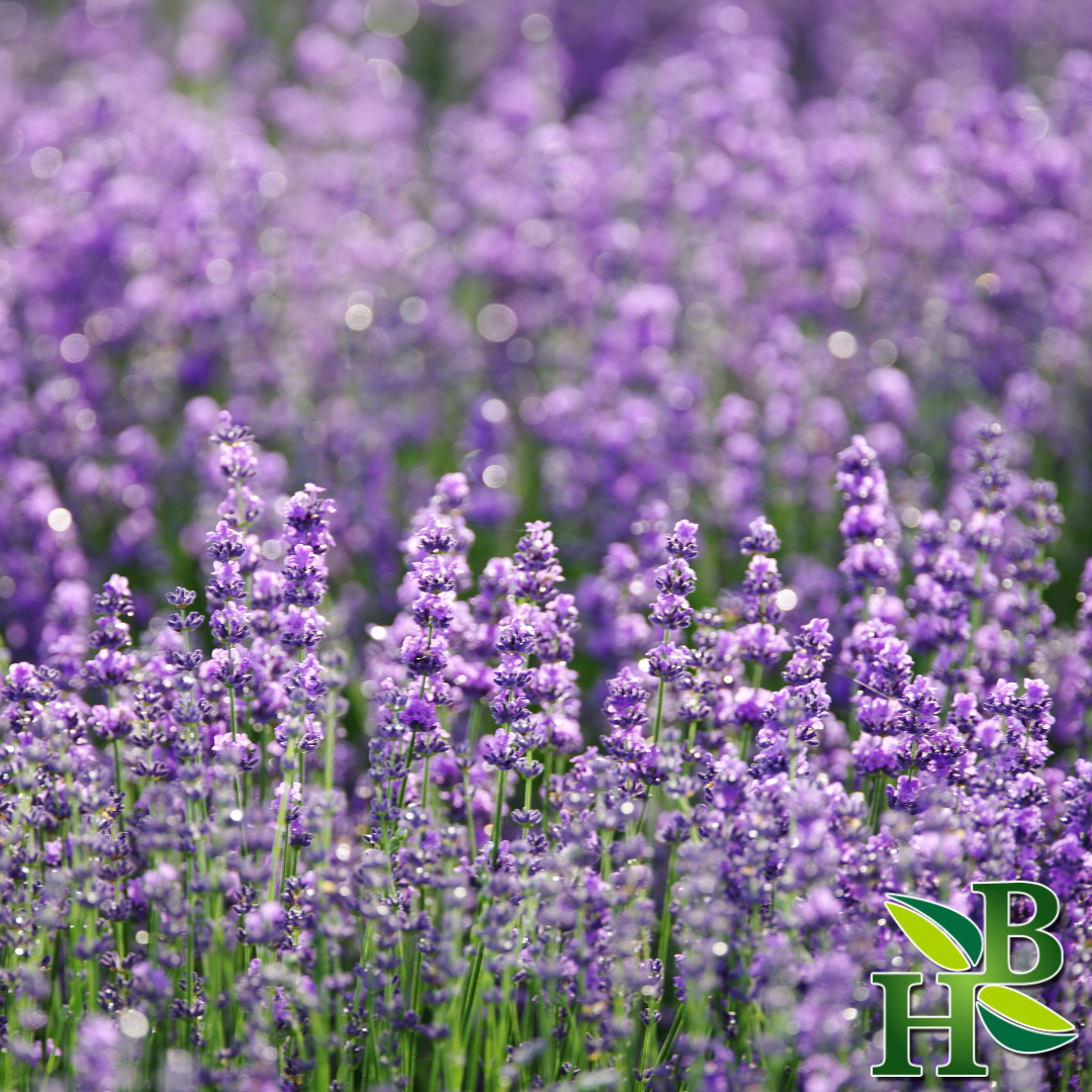 Lavender Flowers (Whole)