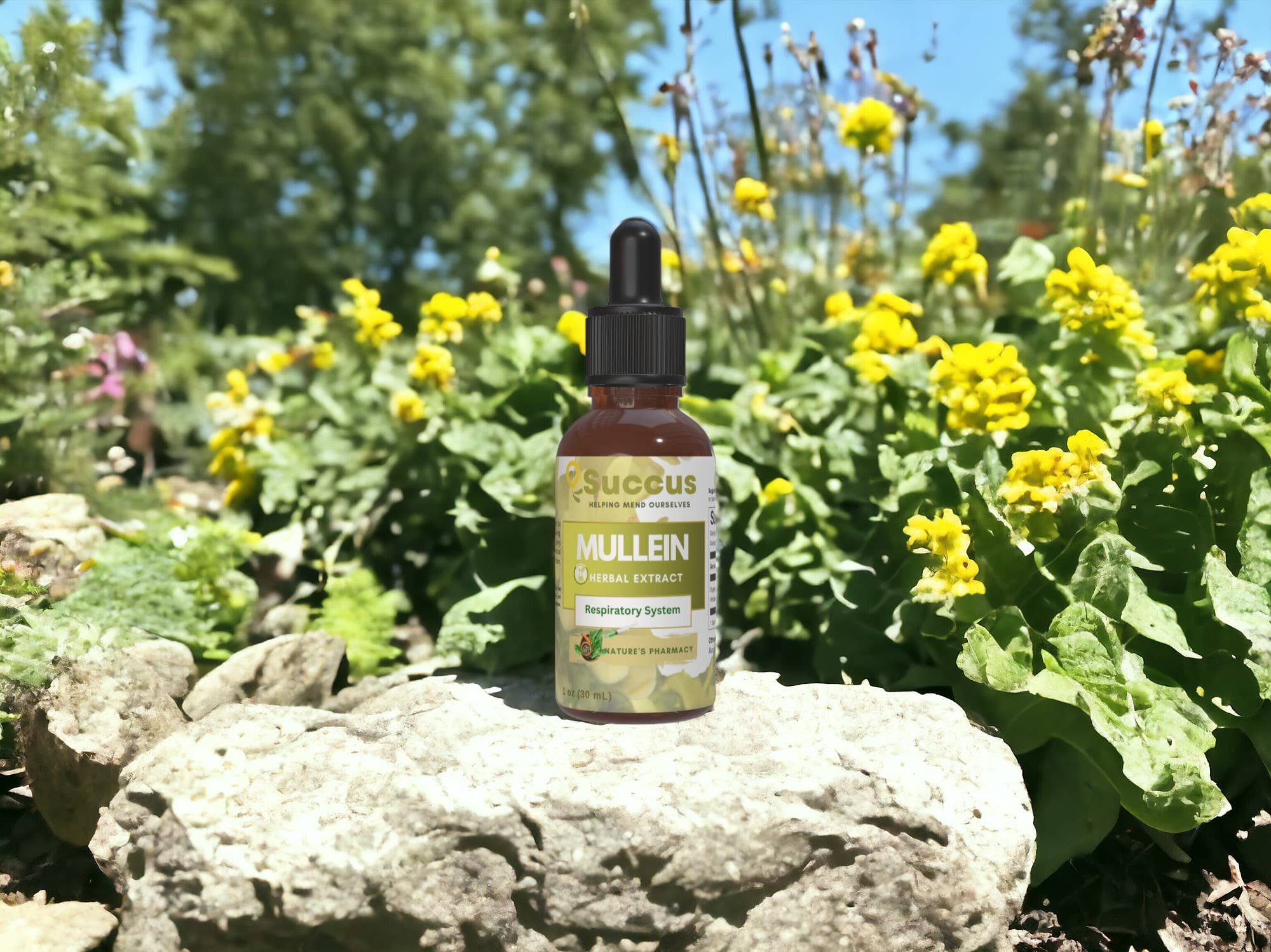Mullein Tincture - Alcohol Free / 1 fl oz