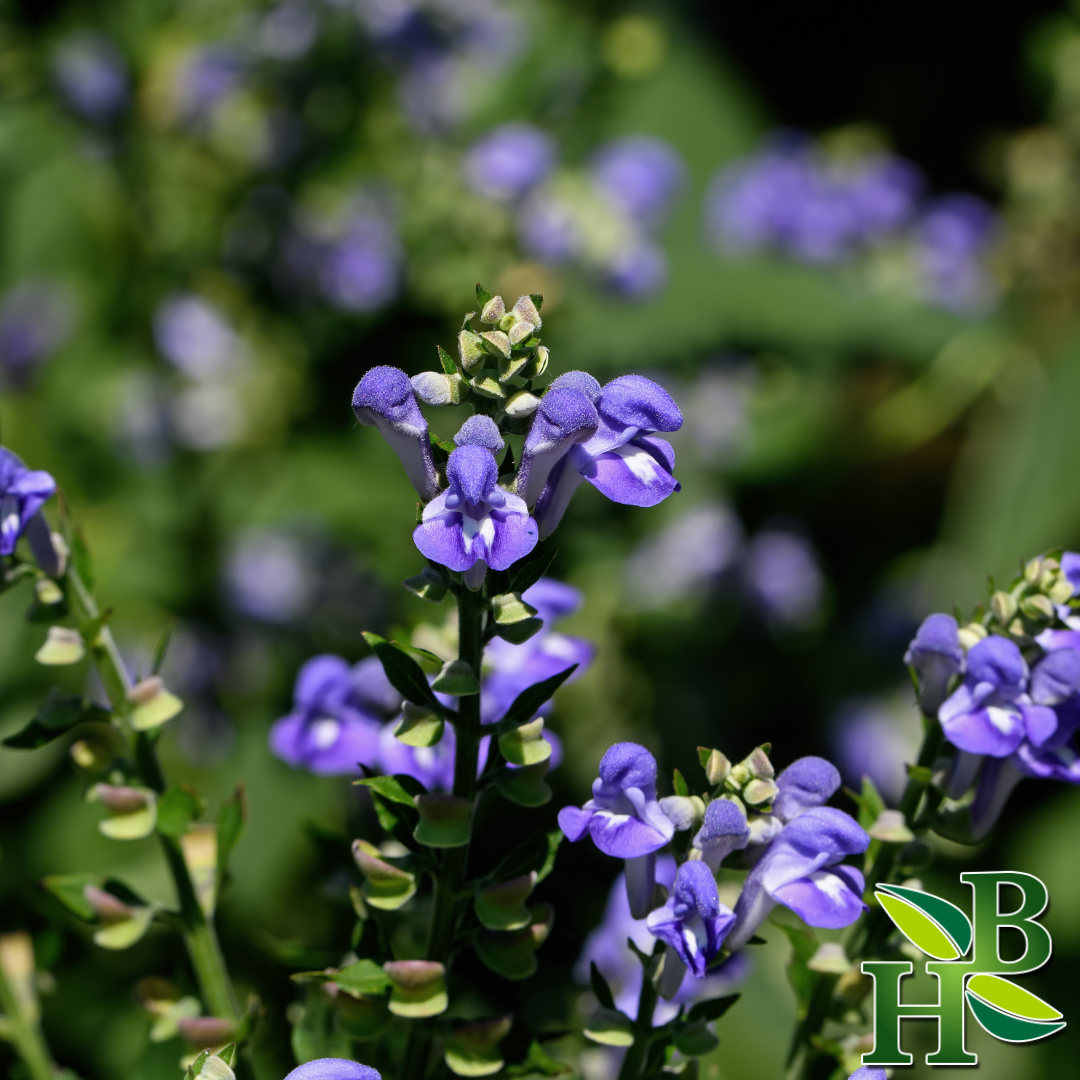 Skullcap Herb Powder | Stress | Sleep | Muscle Relaxation | Calming