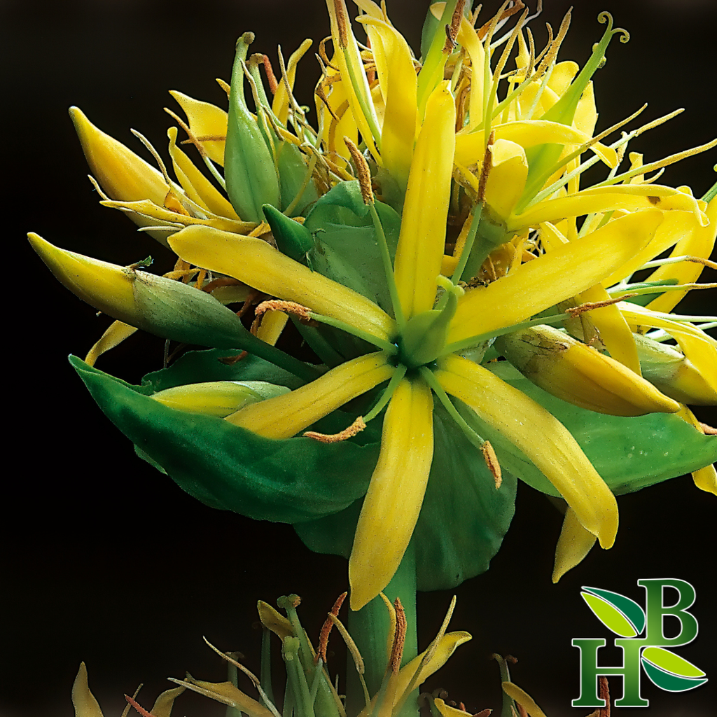 Gentian Root Powder