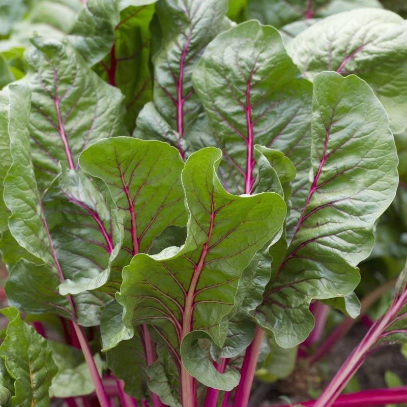 Rhubarb Root | UTI, CONDSTIPATION, LIVER & GALLBLADDER, CHOLESTEROL