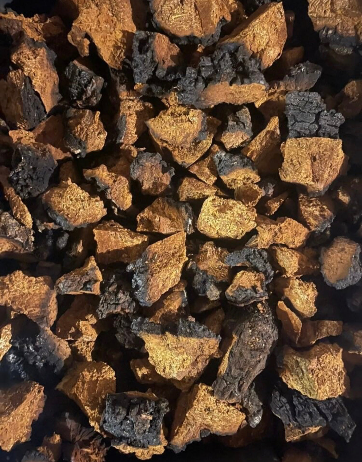 Chaga Mushroom