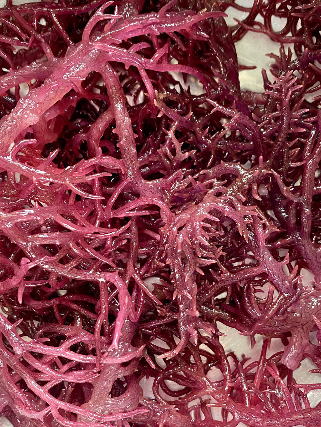 Purple Sea Moss | St. Lucia