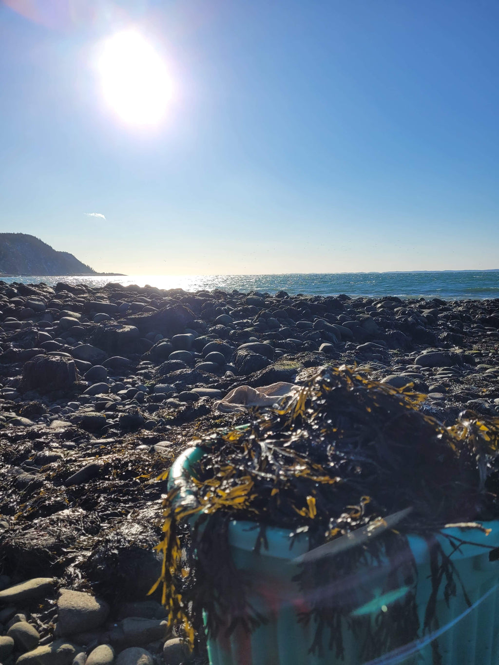 Wildcrafted Bladderwrack | Raw