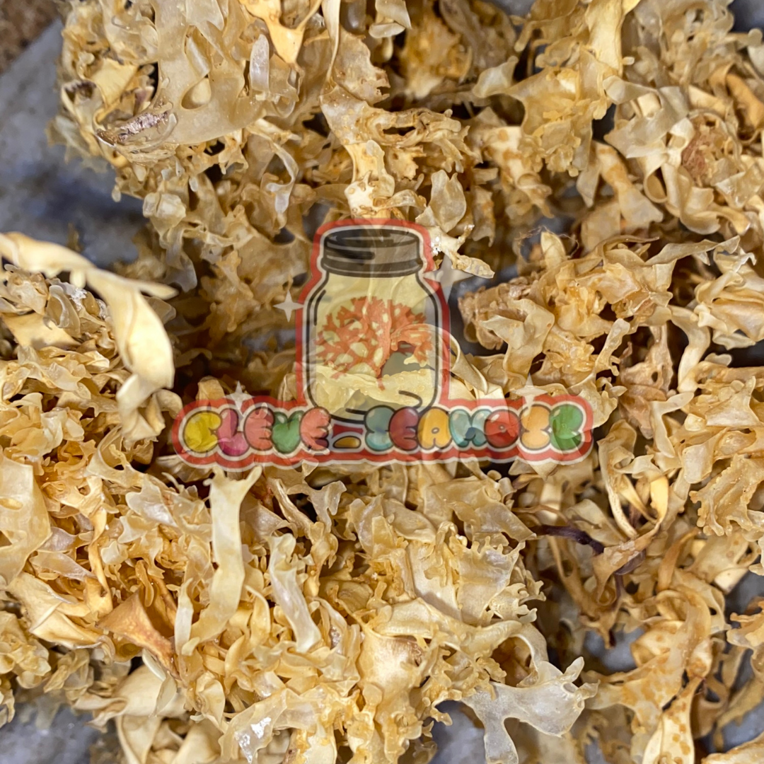 Gold Sea Moss | Wildcrafted Chondrus Crispus from Peru