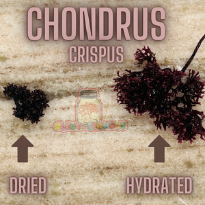 Purple Chondrus Crispus (Irish Moss)