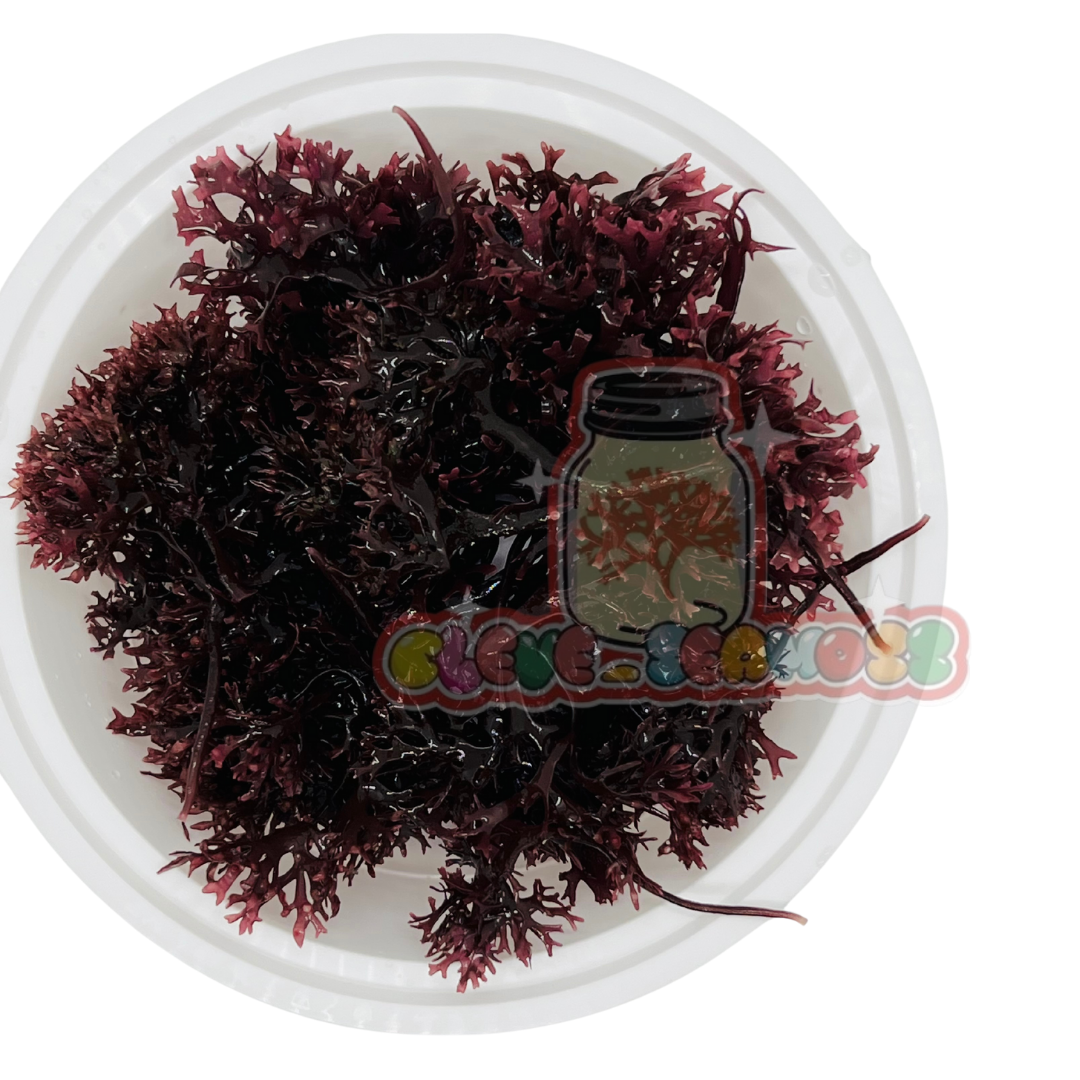 Purple Chondrus Crispus (Irish Moss)